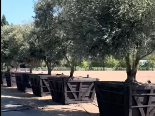 Olive trees for sale